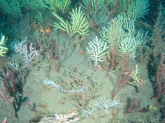 Recife de coral considerado morto há 60 anos está cheio de vida