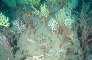 Recife de coral considerado morto há 60 anos está cheio de vida