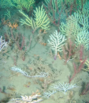 rediscovered-coral-reef.webp