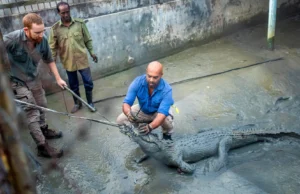 Os crocodilos são famosos por encontrar o caminho de casa. essas pessoas não
