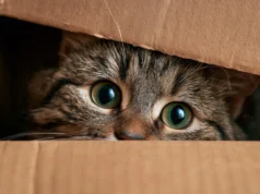 O que mata o gato de Schrödinger? a gravidade não pode ser a resposta