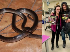 Cientistas recentemente nomearam uma nova cobra em homenagem à lenda do Guns N’ Roses, Slash