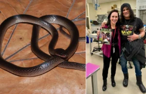 Cientistas recentemente nomearam uma nova cobra em homenagem à lenda do Guns N’ Roses, Slash