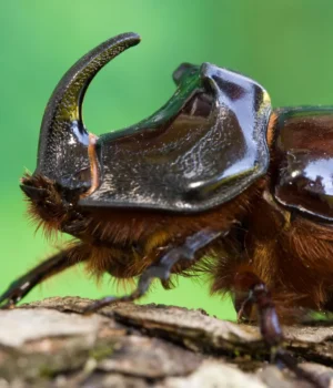 tailed-stag-beetle.webp