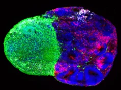 Cientistas revelaram as instruções ocultas que constroem o cérebro humano