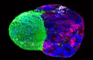 Cientistas revelaram as instruções ocultas que constroem o cérebro humano