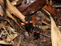 Cientistas descobrem uma estranha “flor do diabo” escondida na Tailândia