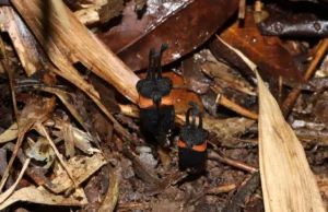 Cientistas descobrem uma estranha “flor do diabo” escondida na Tailândia