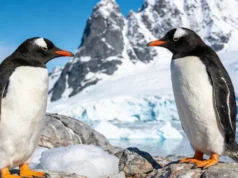 Cientistas descobrem a primeira nova espécie de pinguim em mais de 100 anos