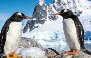 Cientistas descobrem a primeira nova espécie de pinguim em mais de 100 anos