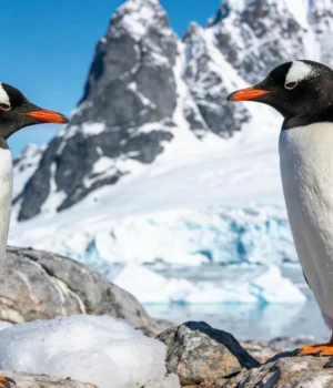 two-gentoo-penguins-snowy-antarctic-mountains.webp