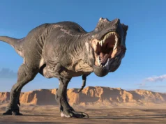 Dente de 66 milhões de anos mostra que o T. rex era quase tão quente quanto um humano