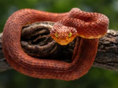Cientistas descobrem um novo e poderoso antiveneno escondido no sangue de cascavel