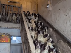 Como todos, exceto um em cada 80 springer spaniels que vivem em condições miseráveis e famintas, foram reabilitados e receberam as vidas felizes que merecem – enquanto os assistentes sociais infantis enfrentam a prisão