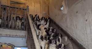 Como todos, exceto um em cada 80 springer spaniels que vivem em condições miseráveis e famintas, foram reabilitados e receberam as vidas felizes que merecem – enquanto os assistentes sociais infantis enfrentam a prisão