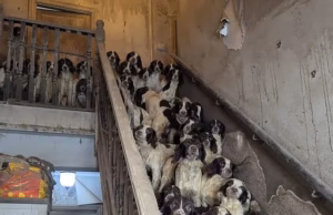 Como todos, exceto um em cada 80 springer spaniels que vivem em condições miseráveis e famintas, foram reabilitados e receberam as vidas felizes que merecem – enquanto os assistentes sociais infantis enfrentam a prisão