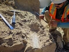 É ‘Besta do Trovão’ ou ‘Rinoceronte do Pântano’? Trabalhadores fazem uma descoberta incrível em um canteiro de obras na Califórnia ao encontrarem os restos mortais de uma misteriosa criatura pré-histórica