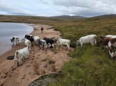 Revelado o segredo para salvar nossas florestas tropicais… o rebanho de vacas irlandesas