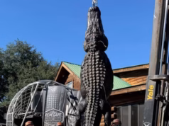 Jacaré gigante de 844 libras apelidado de ‘Snagletooth’ capturado na Carolina do Sul