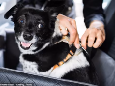 Passeio difícil? Por que os cães devem ser contidos, já que amigos peludos têm maior taxa de mortalidade em acidentes de carro, segundo estudo