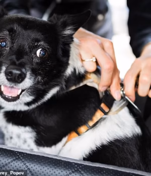 111634991-16181087-A_woman_buckles_up_her_dog_in_a_car_before_setting_off_on_a_jour-m-107_1791068664.avif