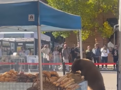 Moradores chocados, Aspen Gawk, urso gigante vagueia pelo mercado de fazendeiros enquanto saqueia uma padaria