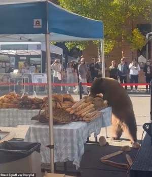 111642525-16182019-A_Colorado_black_bear_enjoyed_a_decadent_morning_devouring_artis-a-21_17911242599.avif