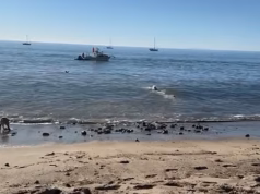 O canoísta de Malibu foi mordido duas vezes por um tubarão que entrou e tentou soltar