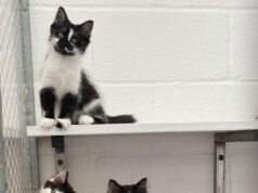 Instituição de caridade animal trabalha após encontrar lares para os gatinhos Peroni, Miguel, Cruzcampo, Guinness, Madri, Bud, Stella e Moretti que foram jogados em sacos de lixo