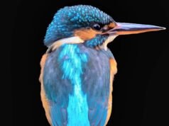 Boa captura! Fotógrafo fotografa um martim-pescador mergulhando em busca de comida