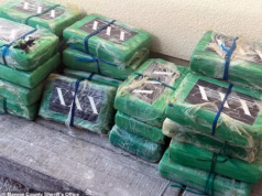 Os pescadores da Florida estão agora a pescar tijolos de cocaína deixados por traficantes de droga… e muitos guardam as drogas para si próprios.