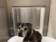 O confuso cachorro idoso foi visto vagando sozinho pelo parque depois de ser abandonado lá por um motorista de Cadillac
