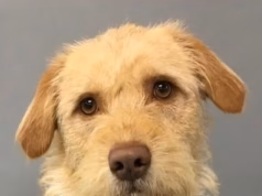 Um cachorro de rua que estava a poucos dias de ser sacrificado tornou-se um favorito do showbiz e já atuou em 40 espetáculos teatrais.