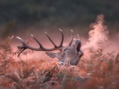 Manhã fria? À medida que as temperaturas esfriam em Londres, a foto incrível captura o hálito quente do cervo