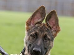 Seis cachorrinhos de plantão! Cães policiais em ascensão iniciam seu treinamento