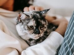 Pure-Fect estimulante: 94% dos donos de gatos dizem que o ronronar tem um efeito positivo no seu bem-estar