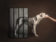 Melhor da exposição no Dog Photography Awards de 2026