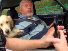 Ele agora estará na casinha de cachorro! Momento em que o animal de estimação de um motorista alcoolizado rouba a cena ao ser parado pela polícia depois que seu dono foi pego ao volante mais de quatro vezes acima do limite