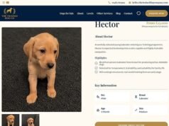 Farto de poças no chão e latidos ao vento? Os amantes de cães agora podem pagar £ 15.000 por um cachorrinho pré-treinado de seis meses