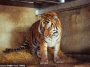 Homem atacado até a morte por um tigre no zoológico de Yorkshire ’empolgou-se com uma dança’ antes de escalar o recinto, dizem testemunhas