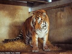 Homem atacado até a morte por um tigre no zoológico de Yorkshire ’empolgou-se com uma dança’ antes de escalar o recinto, dizem testemunhas