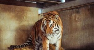 Homem atacado até a morte por um tigre no zoológico de Yorkshire ’empolgou-se com uma dança’ antes de escalar o recinto, dizem testemunhas