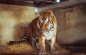 Homem atacado até a morte por um tigre no zoológico de Yorkshire ’empolgou-se com uma dança’ antes de escalar o recinto, dizem testemunhas