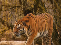 Testemunha ocular do ataque de tigre que tirou a foto final da vítima, implora aos trolls ‘não tão fofos’