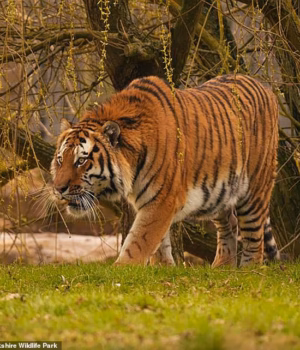 111794401-16204837-A_man_was_killed_by_Siberian_tiger_Altai_pictured_after_climbing-a-1_179188521175.avif