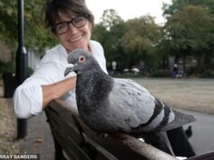 Operação Pigeon Toe: Para a maioria de nós eles são “insetos voadores”. Mas para alguns, são criaturas indefesas que precisam desesperadamente de resgate das grandes quantidades de cabelo humano nas nossas ruas que se enrolam nas suas pernas e as paralisam.