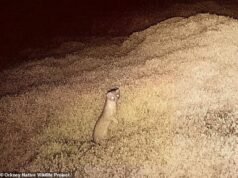 Pequeno caçador capturado na ilha escocesa após sete meses de busca de £ 150.000 usando cães e drones