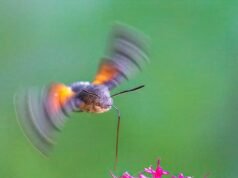 Fotos incríveis de frações de segundo capturam a rara mariposa-falcão-colibri em pleno vôo