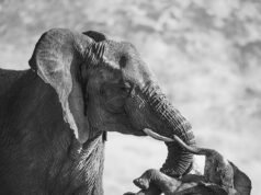A dor de uma mãe: foto comovente de elefante carregando filhote morto ganha fotógrafo de vida selvagem do ano