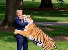 Trump publica vídeo bizarro de IA parodiando o ataque de tigre do zoológico de Yorkshire, que mostra o presidente lutando e domesticando o animal